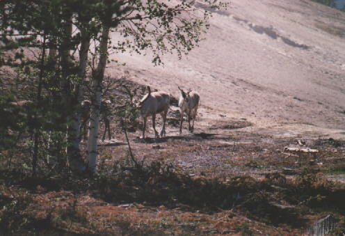 Die ersten Rentiere...